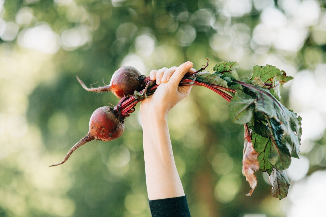 Gardening Tips for Beginners